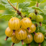Ripe 'Hinnonmaki Yellow' gooseberries hanging on a branch with green leaves, showcasing their translucent skin and distinct vertical stripes.